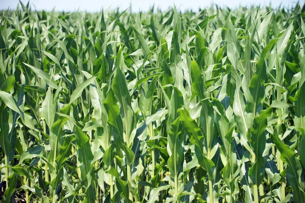 Maispflanzen Und Maisfeld — Stockfoto