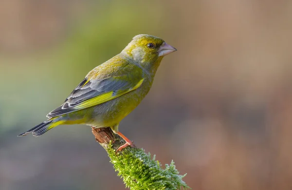 Diese Woche Konnte Ich Diesen Grünfink Fotografieren War Also Wieder — Stockfoto