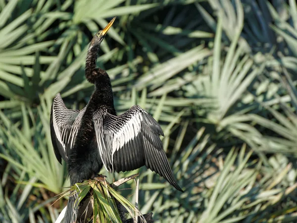 Мужчина Anhinga Созерцательным Выражением Лица Крыльями Распростертыми Сухо Солнце — стоковое фото