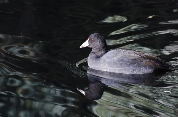 American Coot Zwemmen Een Vijver — Stockfoto