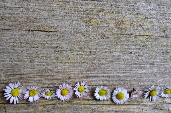 Μαργαρίτα Όμορφα Λουλούδια Εικόνα — Φωτογραφία Αρχείου