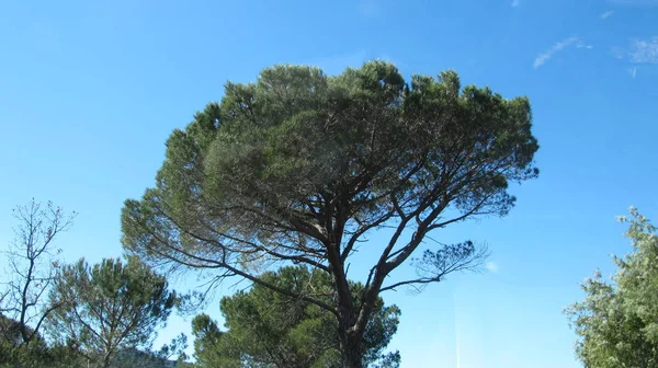 Pino Paraguas Var Sur Francia — Foto de Stock