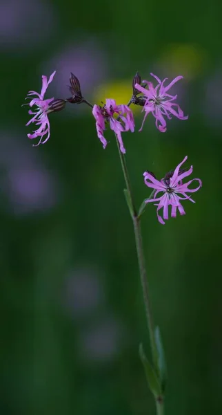 Kuckucks Lichtnelke Campion Rojo Cuckoo — Foto de Stock