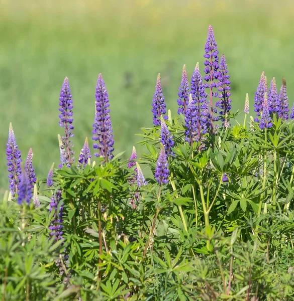 Lupin Fleurs Flore Des Prairies — Photo