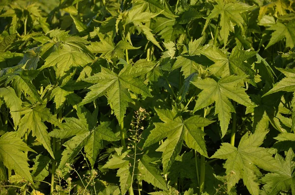 Vakkert Landskap Skogen – stockfoto