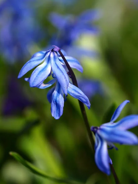 Όμορφα Λουλούδια Floral Έννοια Φόντο Της Φύσης — Φωτογραφία Αρχείου