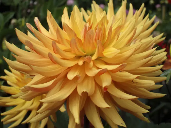 Mam Wspaniałe Ujęcie Kwitnącej Dahlii Kornwalii Anglia — Zdjęcie stockowe