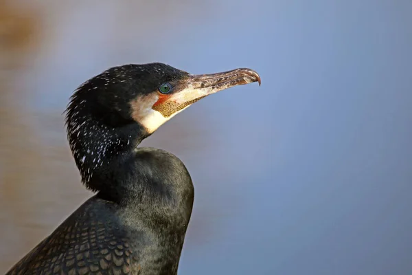 Vue Panoramique Magnifique Oiseau Cormoran Nature — Photo