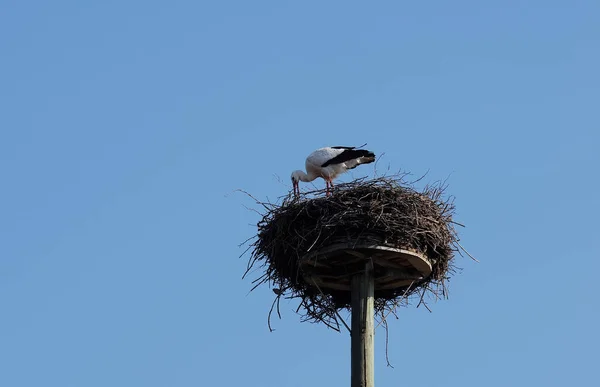 自然の中での白いコウノトリの景観 — ストック写真