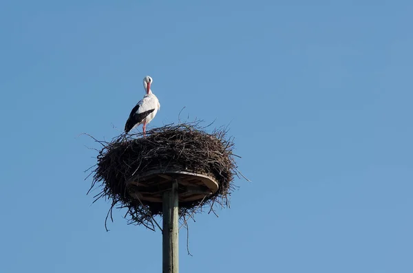 White Stork Horst — стоковое фото