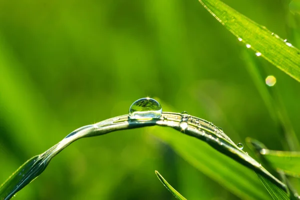 Dew Drop Blade Grass — Stok Foto