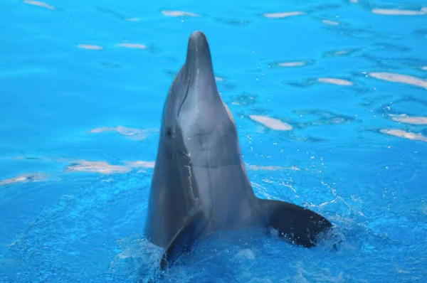 Divertidos Delfines Nadando Agua Muy Azul — Foto de Stock