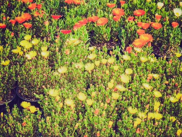 Vintage Uitziende Bloemen Nuttig Als Een Kleurrijke Natuurlijke Achtergrond — Stockfoto