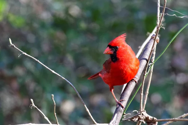 Malerische Ansicht Des Schönen Nördlichen Kardinalvogels — Stockfoto