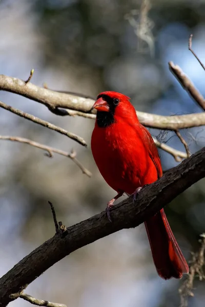 Malerische Ansicht Des Schönen Nördlichen Kardinalvogels — Stockfoto