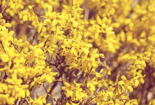 Gyönyörű Sárga Virág Forsythia Bokor Kertben Sekély Fókusz — Stock Fotó