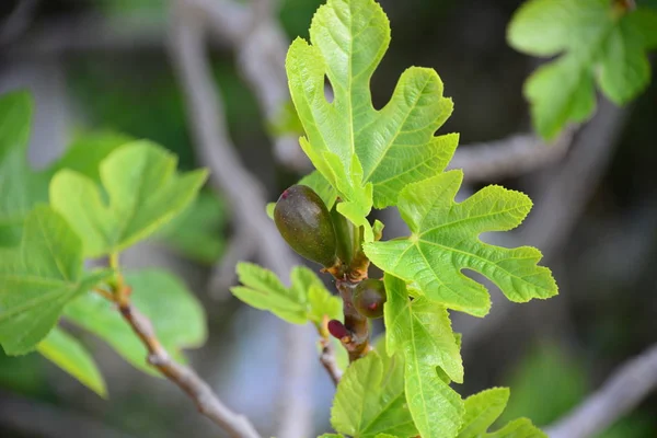 fig leaf and fig-spain