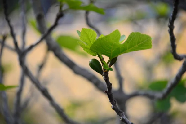 fig leaf and fig-spain