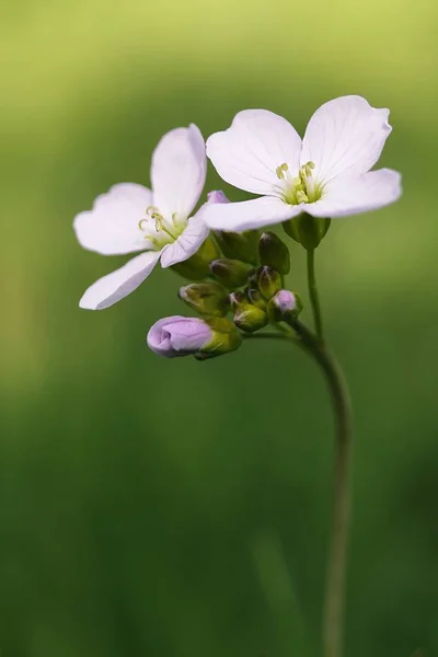 Cuckoo Flower Meadows Corymbosa — стоковое фото