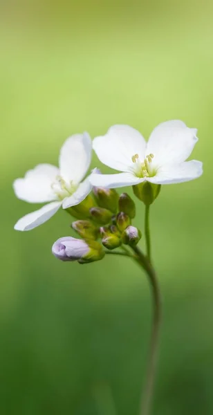 Creamwort Mileows Corymbosa — 스톡 사진