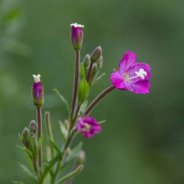 Leña Forestal Planta Silvestre —  Fotos de Stock