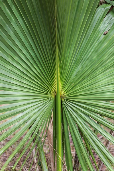 Piękne Botaniczne Ujęcie Naturalna Tapeta — Zdjęcie stockowe