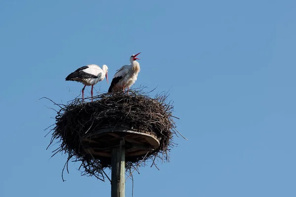 Klappernder Weißstorch Mit Partner Nest — Stockfoto