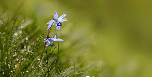 Hyacinth Flowers Flora Botany — Stock Photo, Image