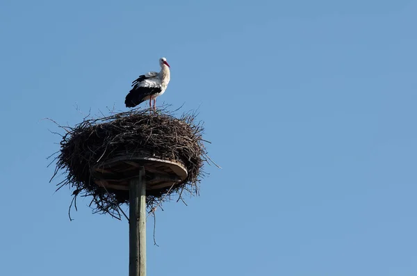 White Stork — ストック写真