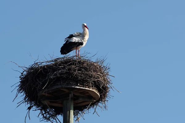 ホスト の白いコウノトリ — ストック写真