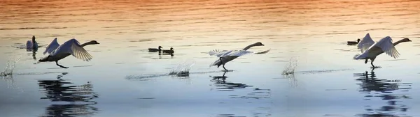 Familjen Swan Flygning — Stockfoto