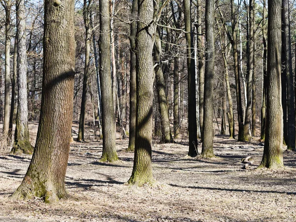 Голые Деревья Дубовой Роще Ранней Весной — стоковое фото