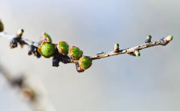 Cones Verdes Galho Árvore Lariço Perto Primavera — Fotografia de Stock