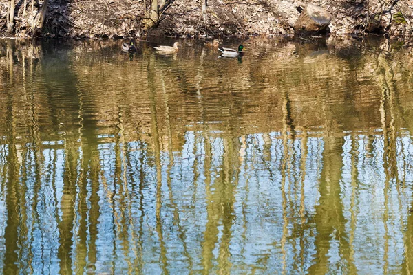 Dzikie Kaczki Refleksja Drzew Nad Jeziorem Leśnym Wiosenny Dzień — Zdjęcie stockowe