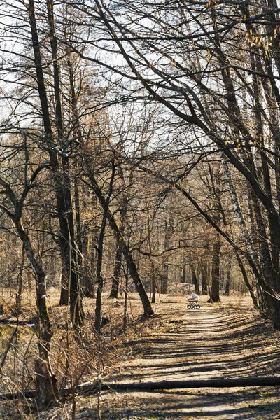 Baby Buggy Walking Path Urban Park Sunny Spring Day — Stock Photo, Image