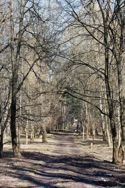 Venkovská Silnice Parku Začátku Jara — Stock fotografie