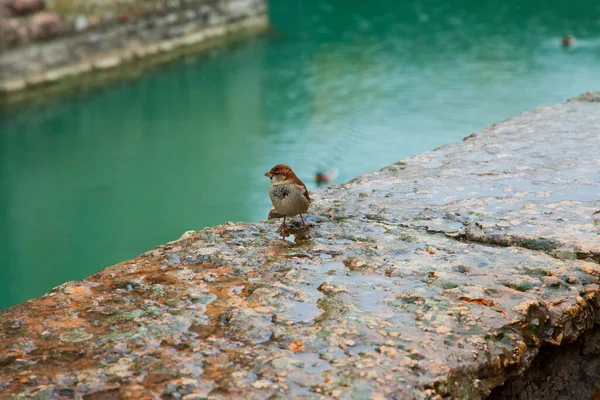 Einsamer Sperling Auf Einer Feuchten Mauer Der Nähe Eines Kanals — Stockfoto