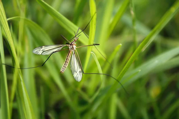 crane fly in the grass / crane fly in the grass