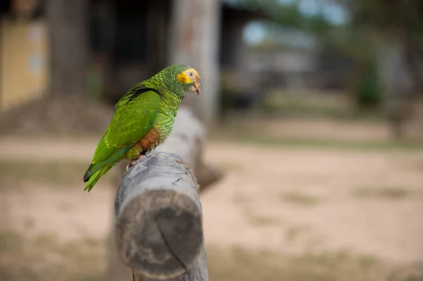 在巴西 一只黄脸鹦鹉坐在树枝上 — 图库照片