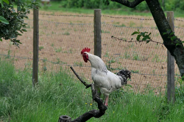 Vacker Utsikt Över Vacker Fågel Naturen — Stockfoto