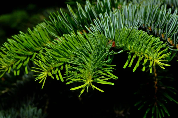 クリスマスの休日の装飾の景色 — ストック写真