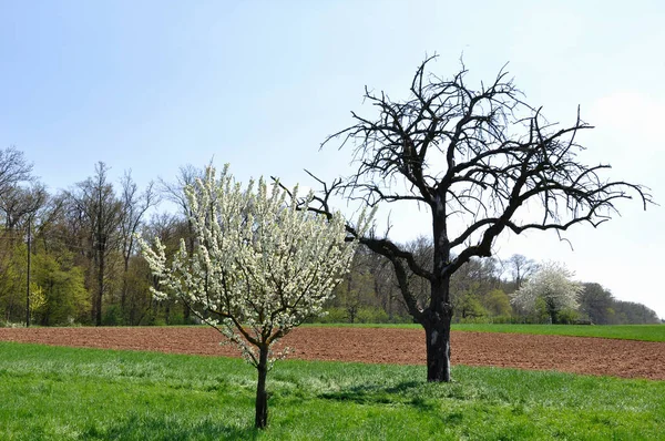 Utsikt Över Vacker Grön Äng — Stockfoto