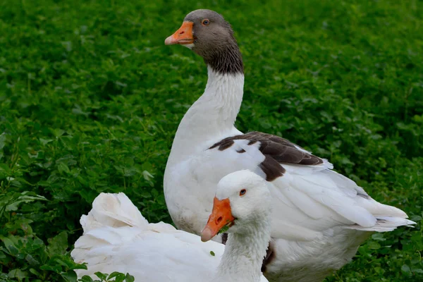 Közeli Mastgnse Réten — Stock Fotó