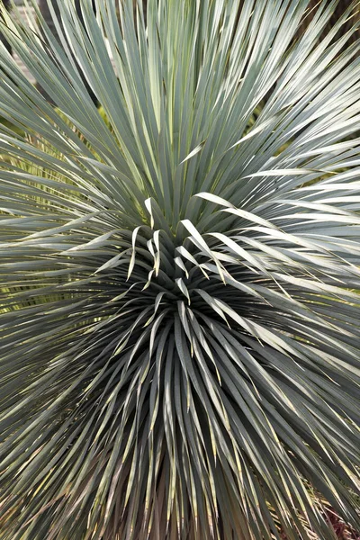 Vacker Botanisk Skott Naturliga Tapeter — Stockfoto