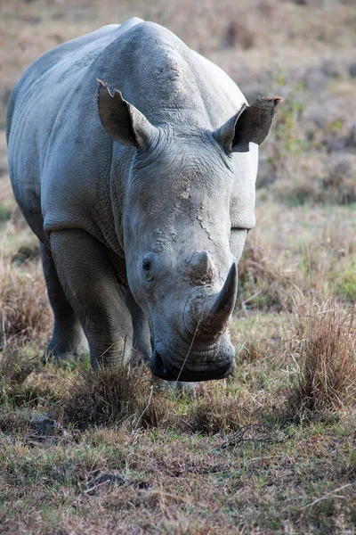 Rinoceronte Parque Nacional Del Lago Nakuru — Foto de Stock