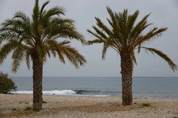 Palm Trees Oasis — Stock Photo, Image