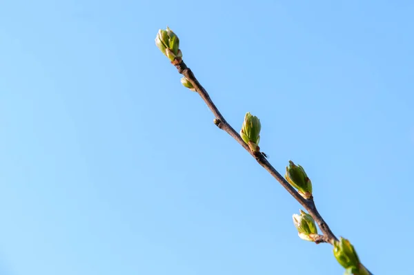 Zweig Mit Frühlingsknospen Auf Blauem Himmel Hintergrund — Stockfoto