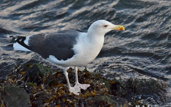 Goéland Mer Baltique — Photo