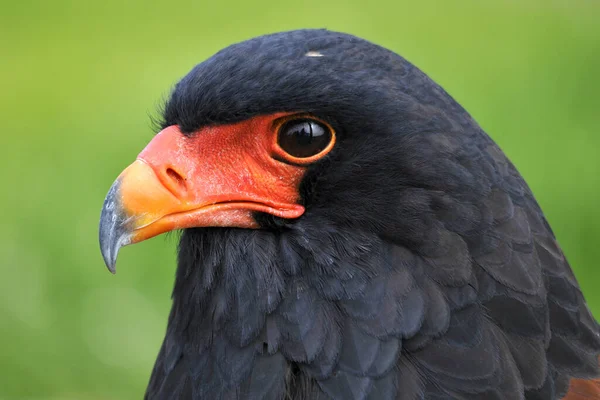 Scenic View Beautiful Bird Nature — Stock Photo, Image