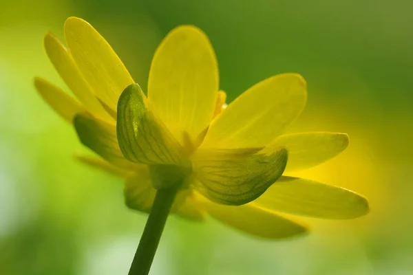 Желтый Цветок Лилии Саду — стоковое фото